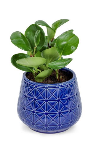 Green Island Ficus in a Designer Ceramic Pot